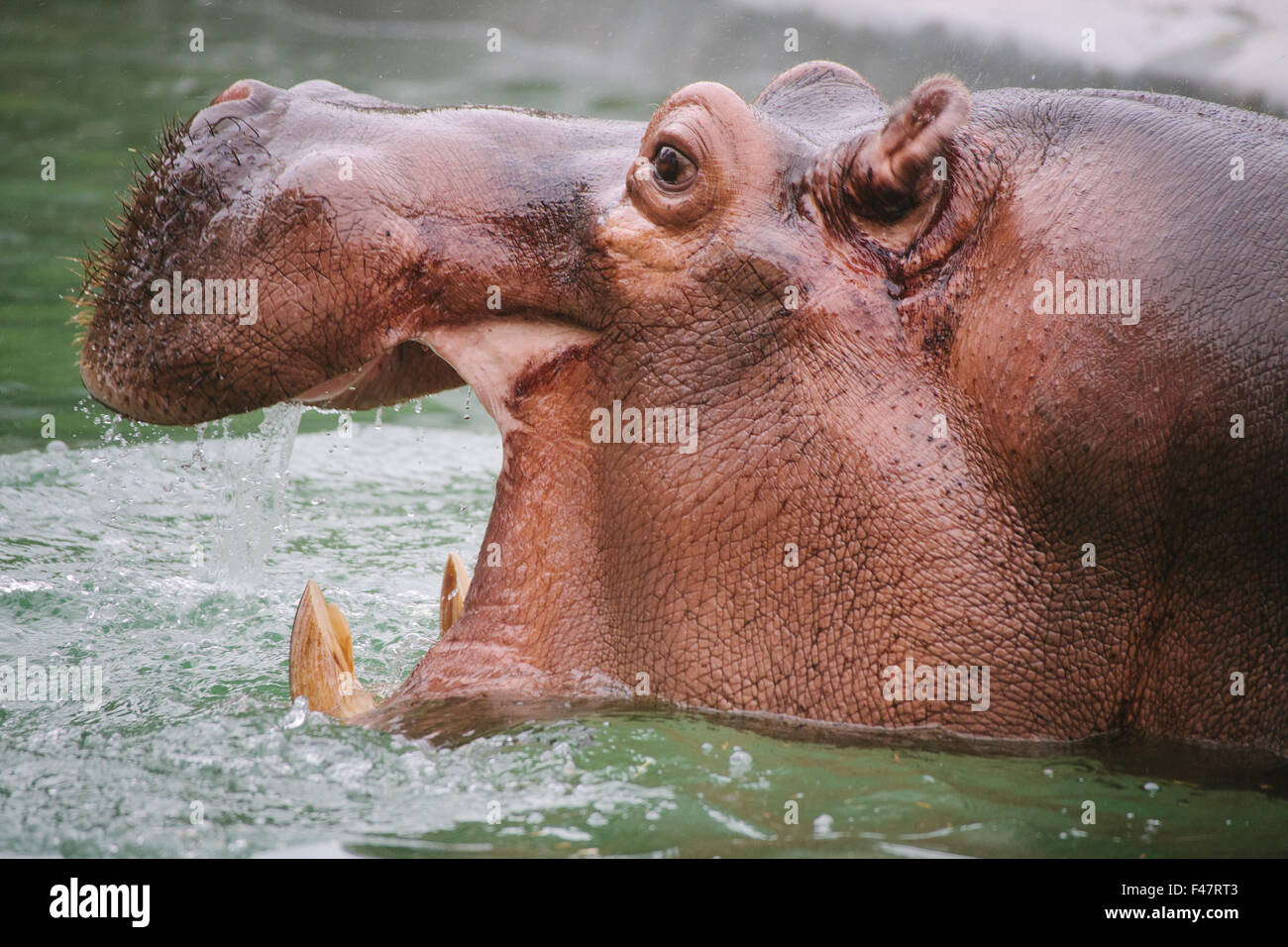 Nilpferd im Wasser Gähnen Stockfoto