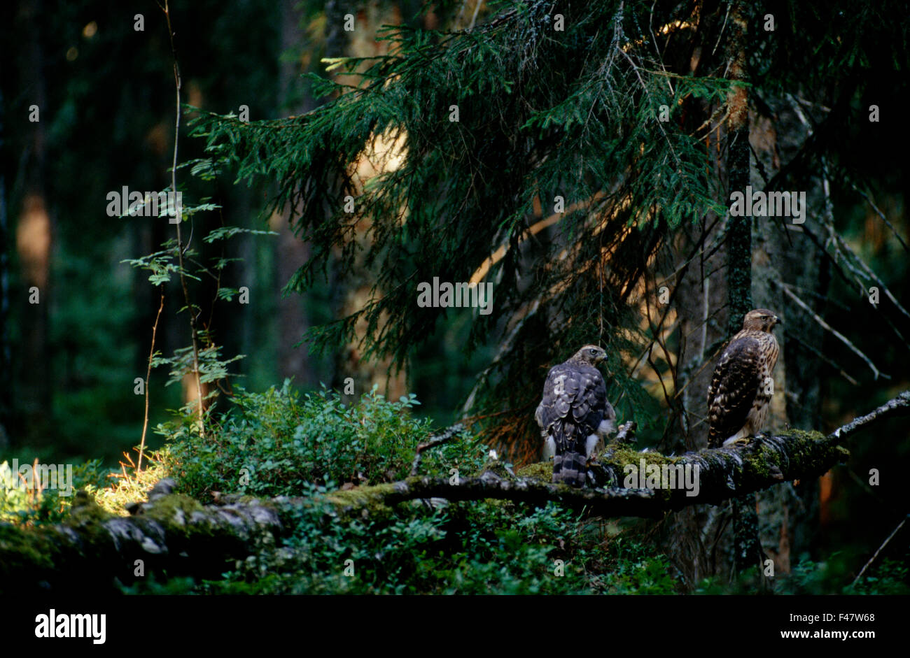 Zwei Habichte in einem Wald, Finnland. Stockfoto