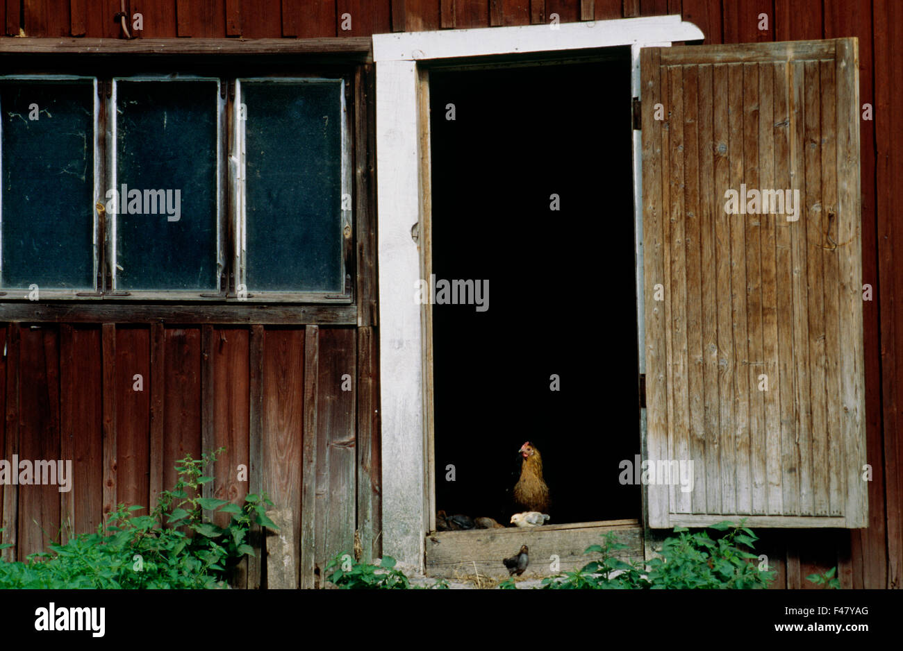 Eine Henne in einen Stall, Finnland. Stockfoto