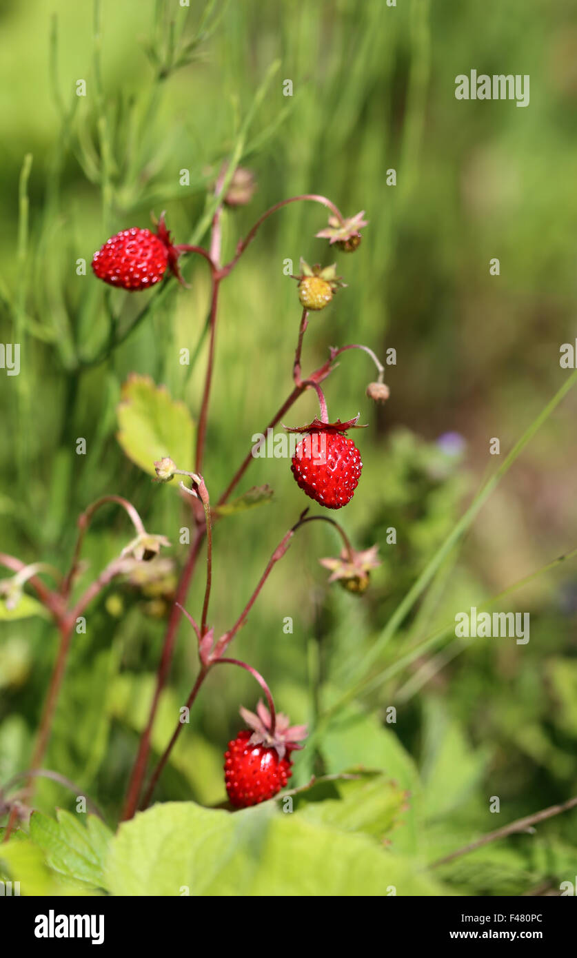 Köstliche Waldfrüchte Erdbeere fotografiert hautnah Stockfoto