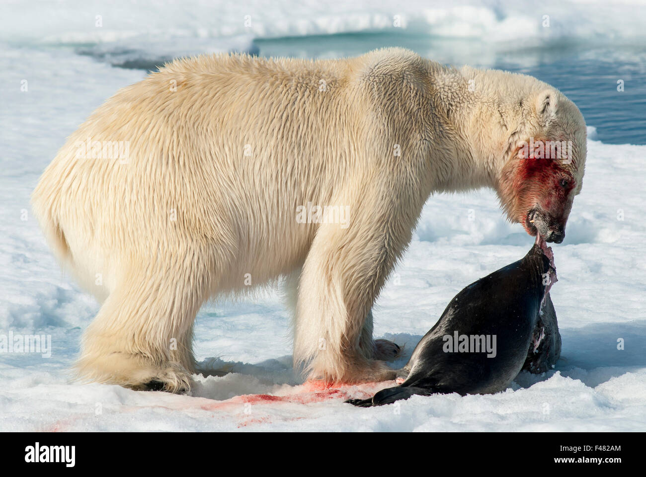 Mittagessen für Eisbär Stockfoto