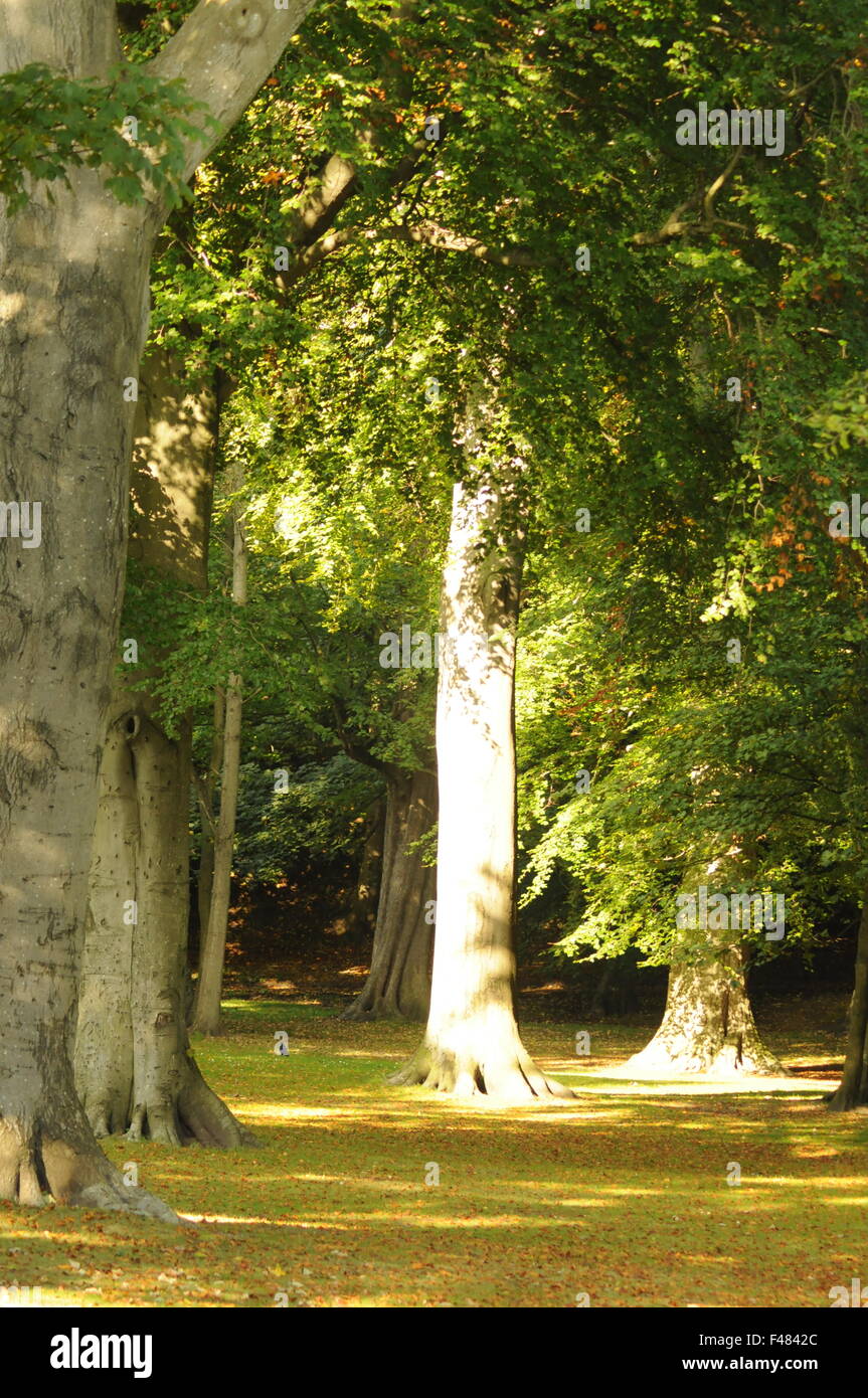 Bäume, die durch das Sonnenlicht in einem Park getroffen. Stockfoto