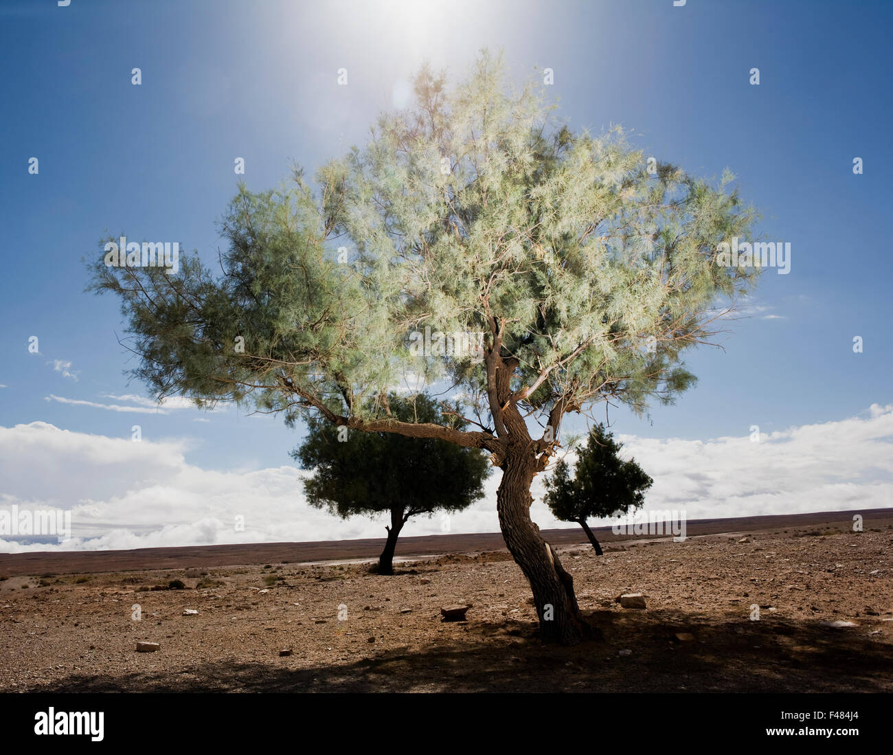 Bäume in der Wüste Marokkos. Stockfoto