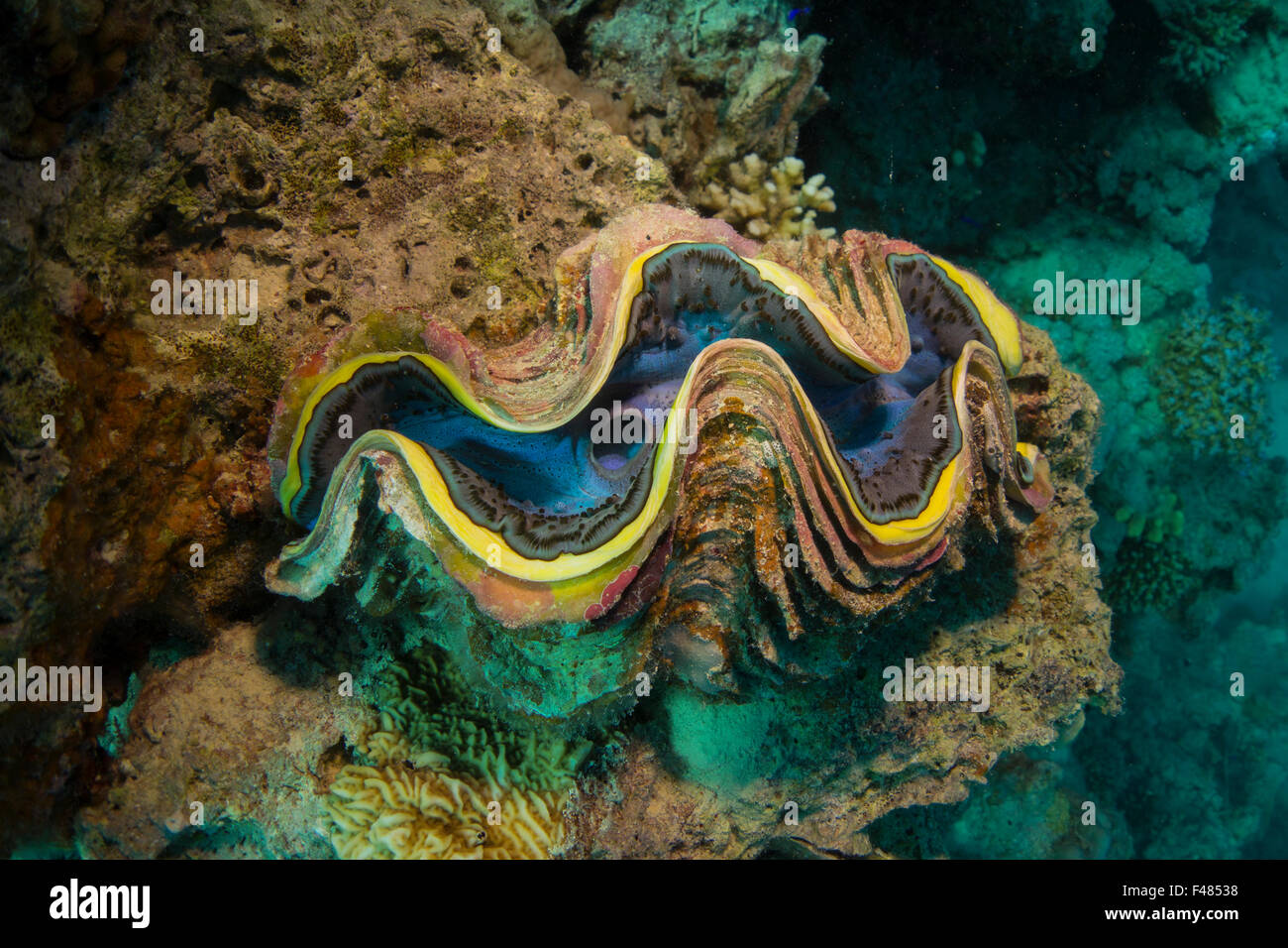 Riesenmuschel Tridacna Spec, in ein Korallenriff aus dem Roten Meer, Ägypten. Stockfoto