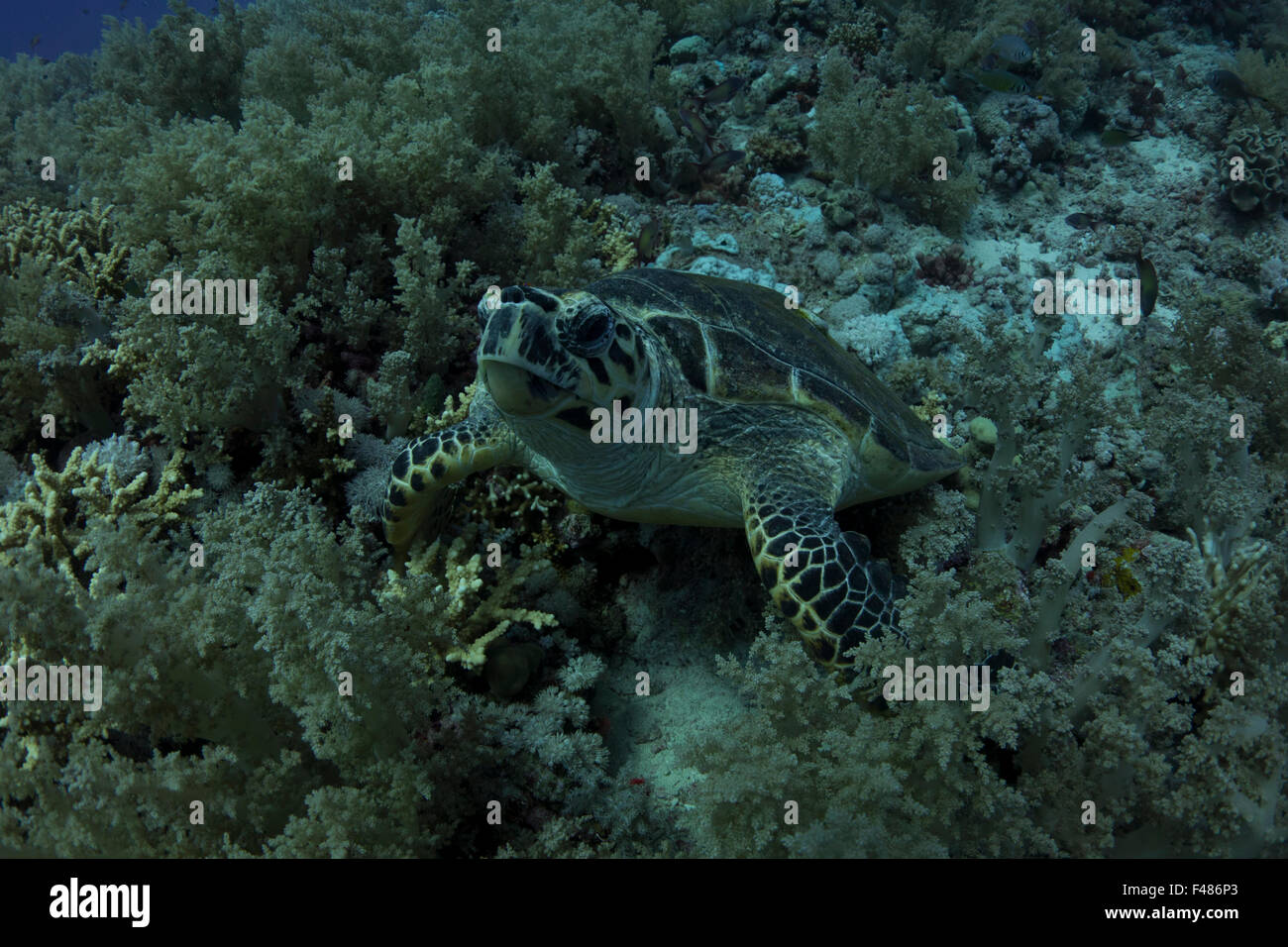 Grüne Meeresschildkröte, Chelonia Mydas, ernähren sich von Algen auf dem Riffdach Elphinestone, Ägypten. Stockfoto