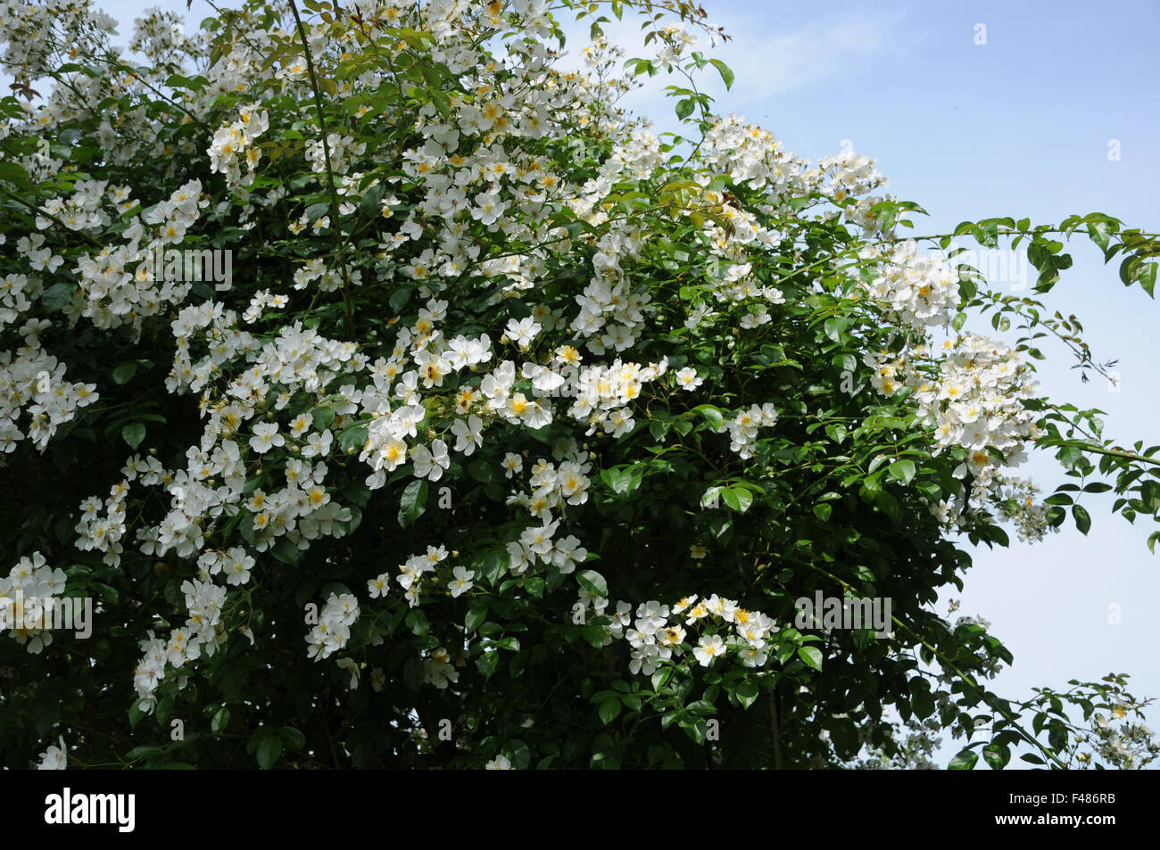 Bergsteiger-rose Stockfoto