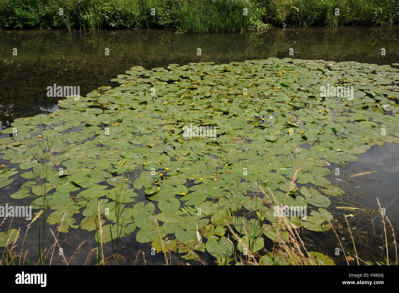 Gelbe Lilie Teich Stockfoto
