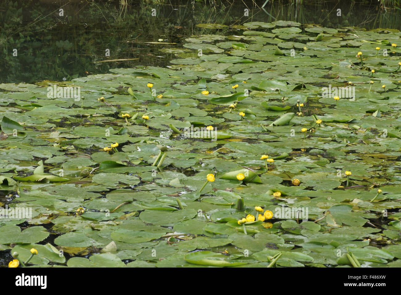 Gelbe Teichrose Gelbe Seerose Stockfotos und bilder Kaufen Alamy