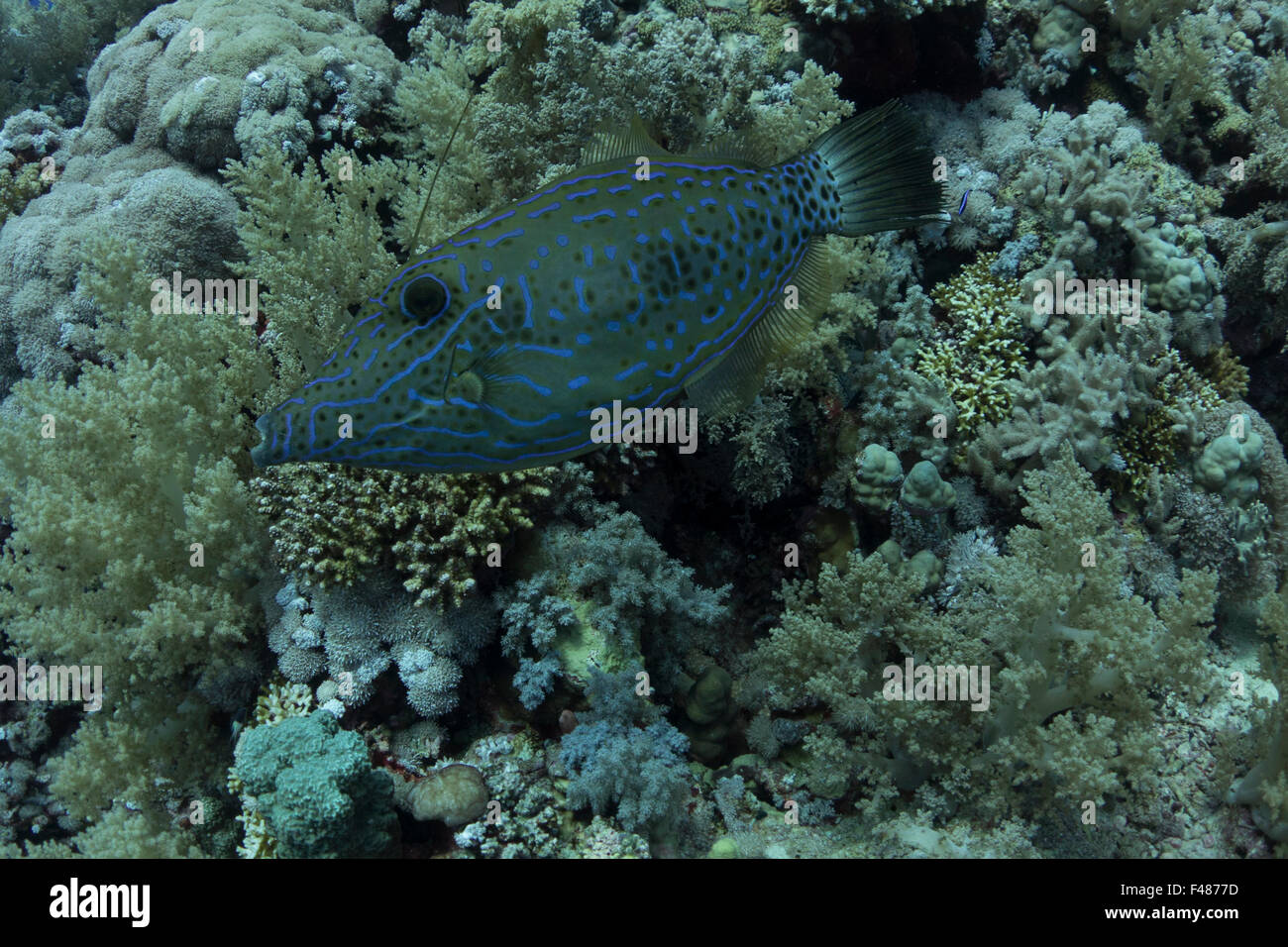 Aluterus Scriptus, bekannt als scrawled Feilenfisch ist eine gemeinsame Riff-Fischen im Roten Meer, Ägypten. Stockfoto