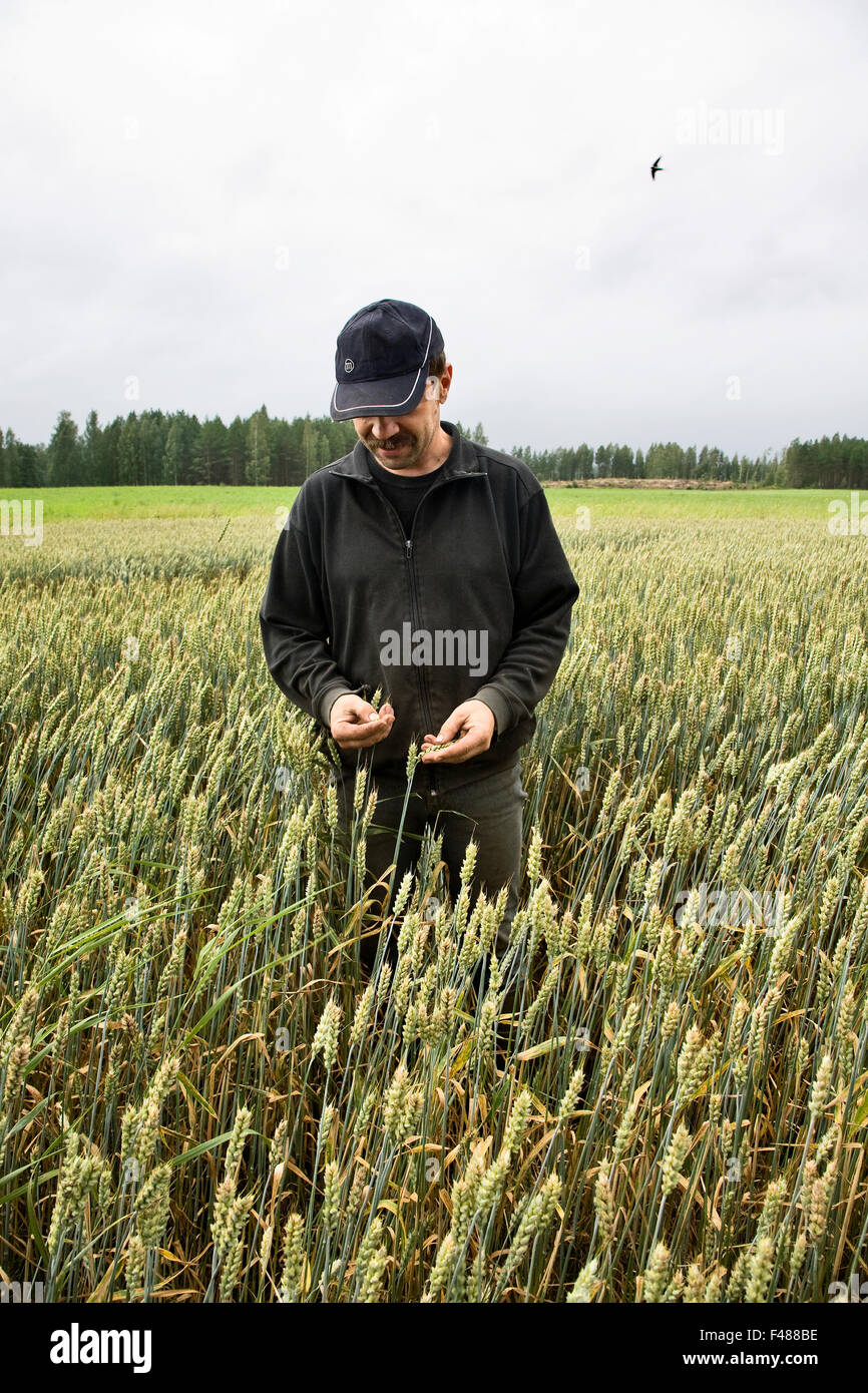 Porträt eines Bauern auf einem Feld, Finnland. Stockfoto