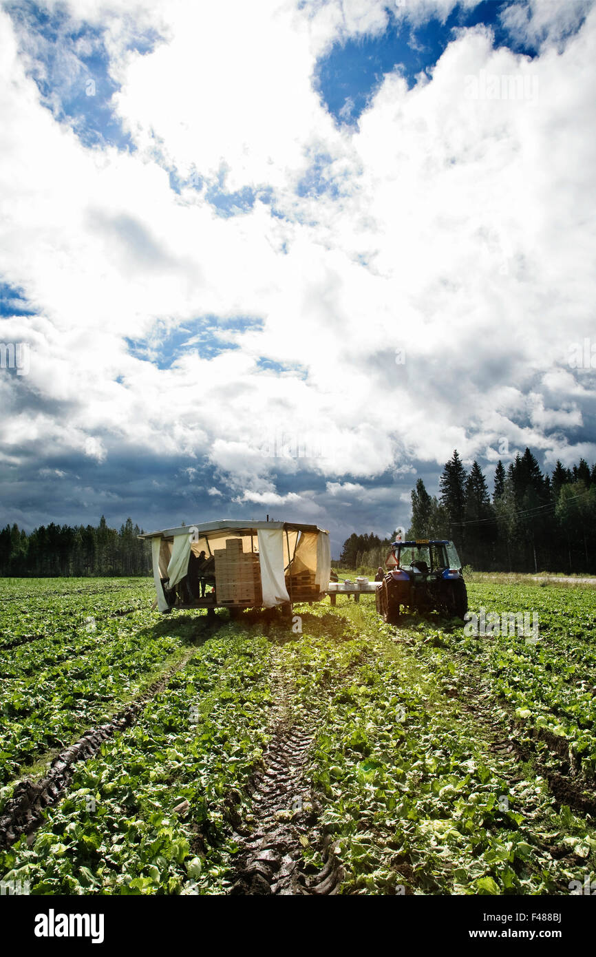 Bauern auf einem Feld von Kohl, Finnland. Stockfoto