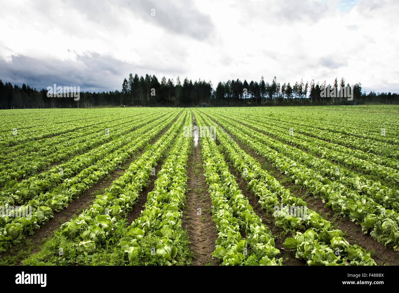 Bauern auf einem Feld von Kohl, Finnland. Stockfoto