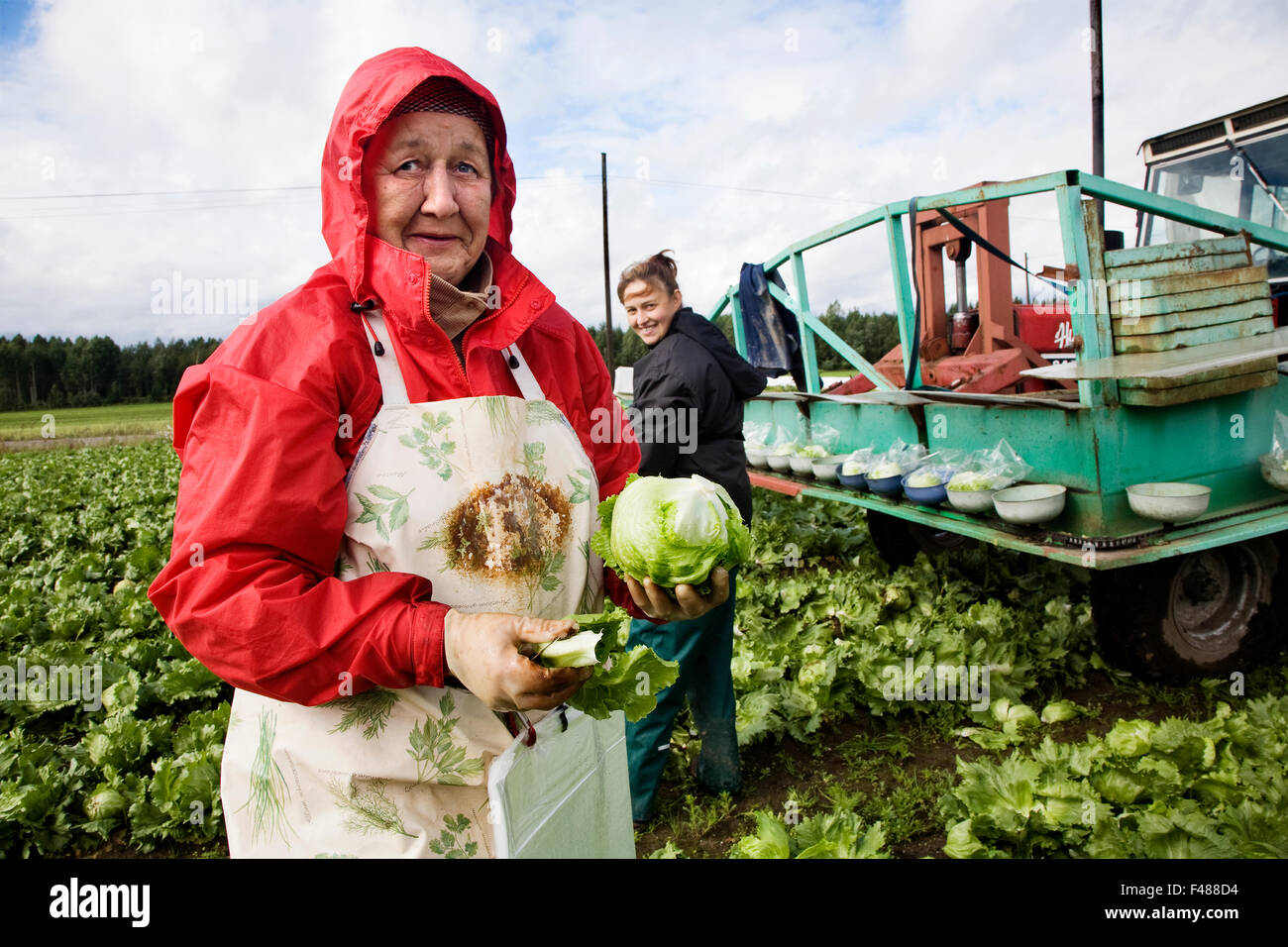 Frauen, die Arbeiten auf einem Feld von Kohl, Finnland. Stockfoto