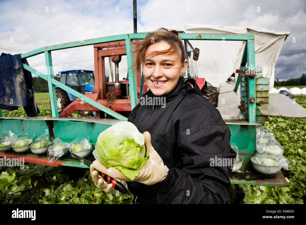 Frauen, die Arbeiten auf einem Feld von Kohl, Finnland. Stockfoto
