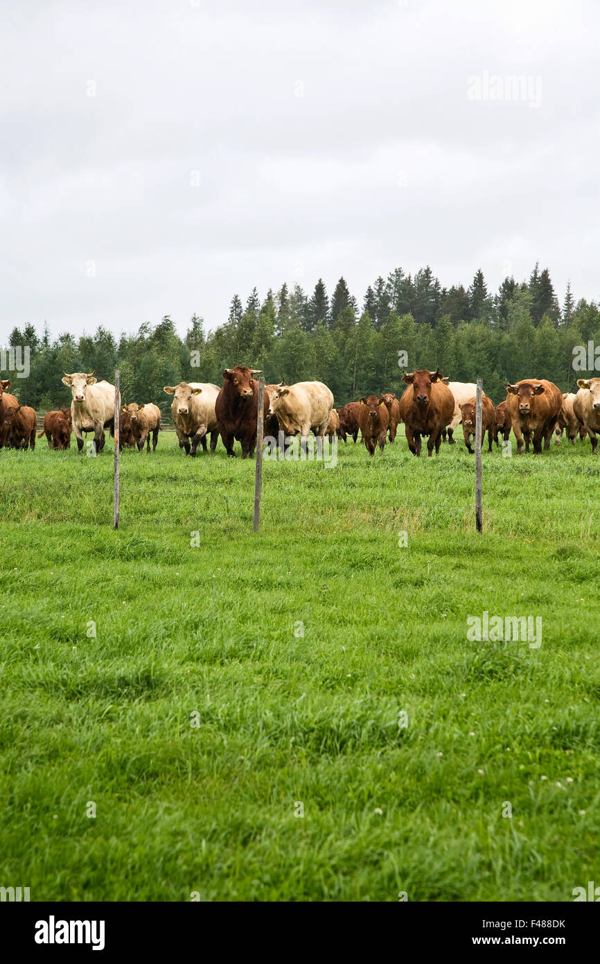 Kühe auf der grünen Wiese, Finnland. Stockfoto