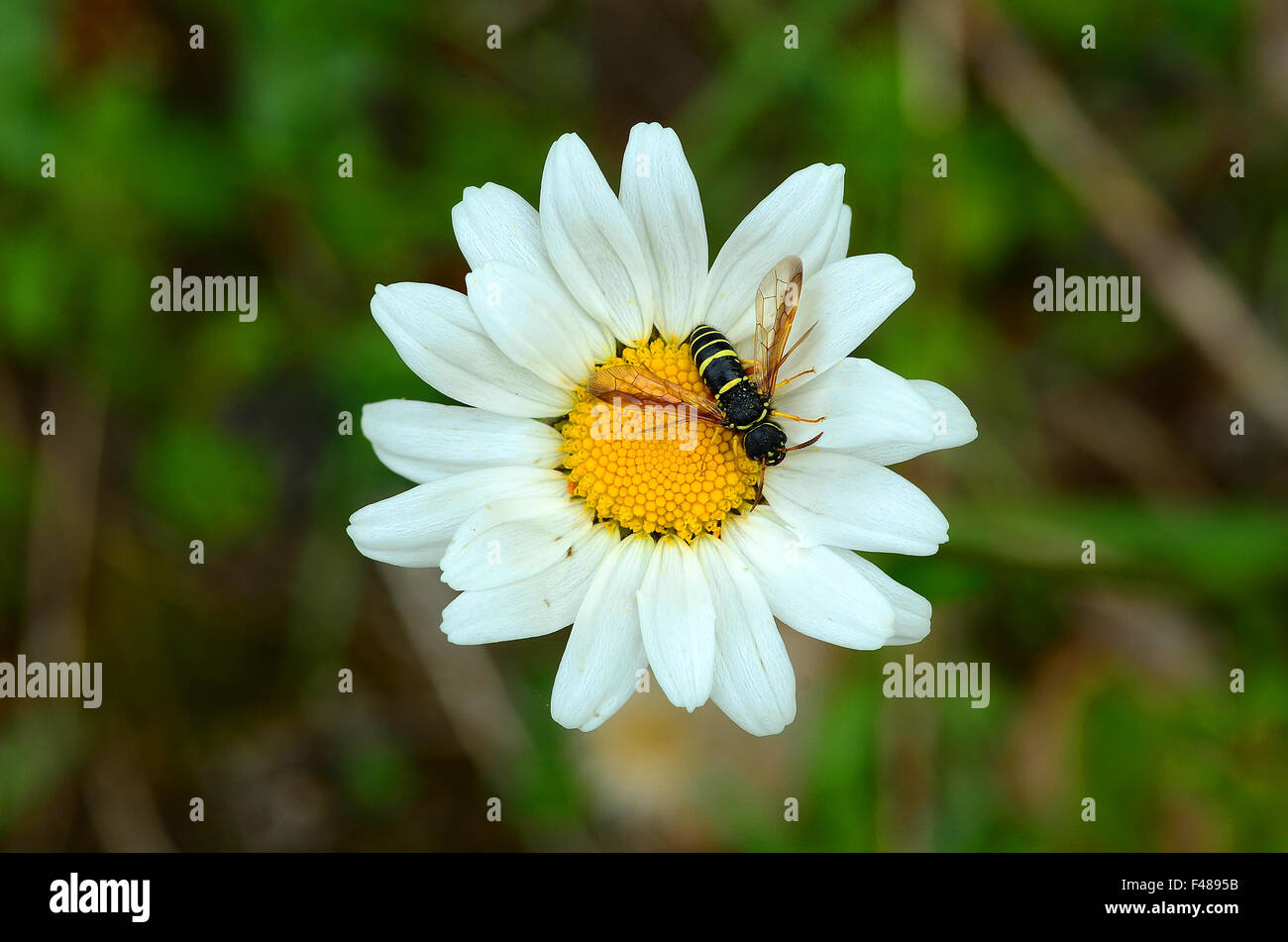 Wespe; Insekt; Blume; Blüte; Stockfoto