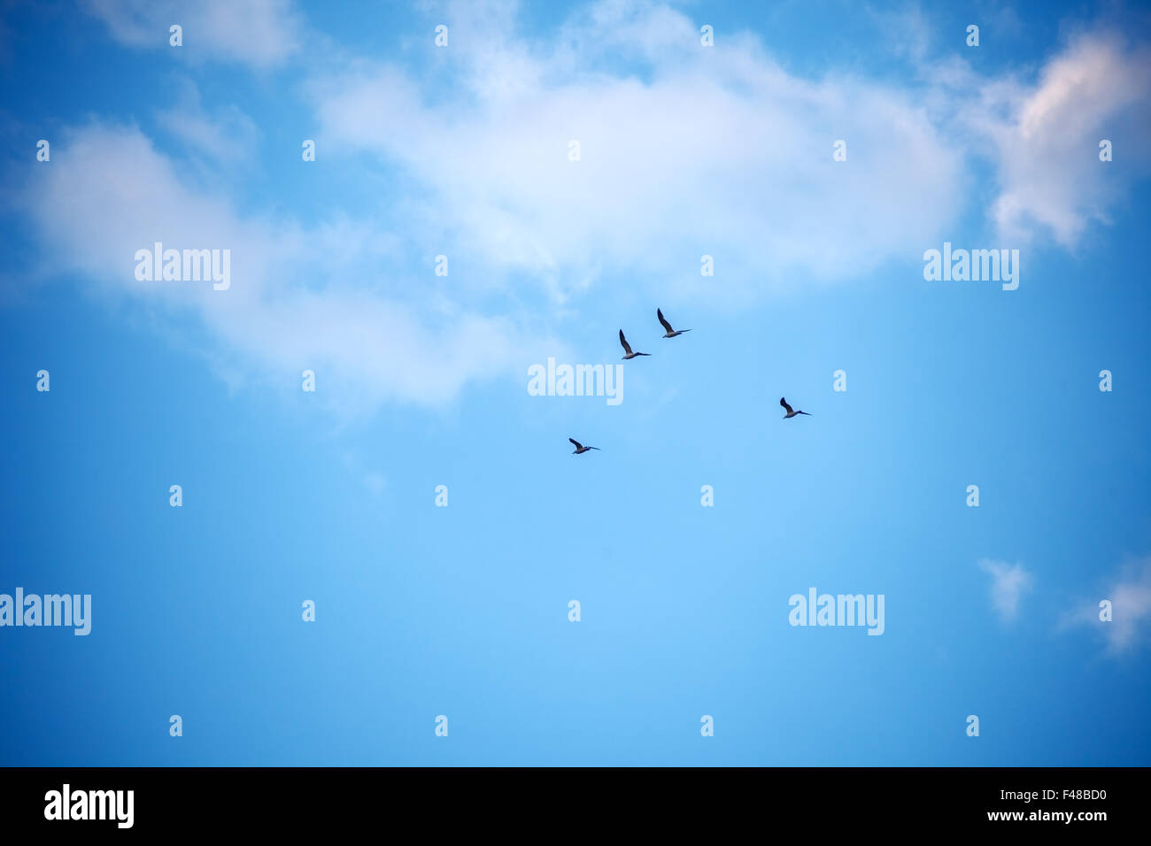 Vogelschwarm gegen den Himmel mit Wolken Stockfoto