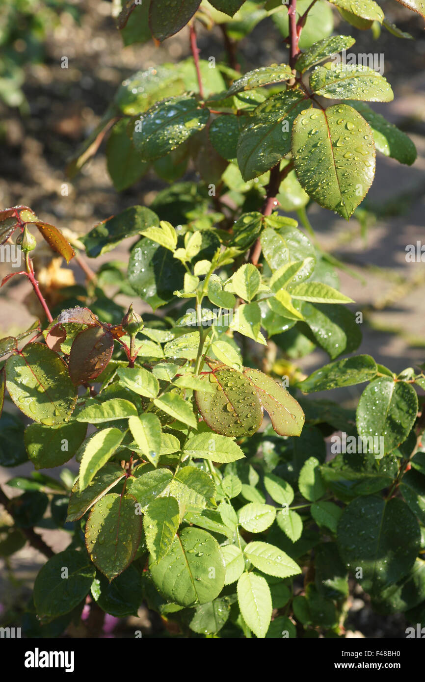 Hybrid-Rose mit Heckenrose-Zweig Stockfoto
