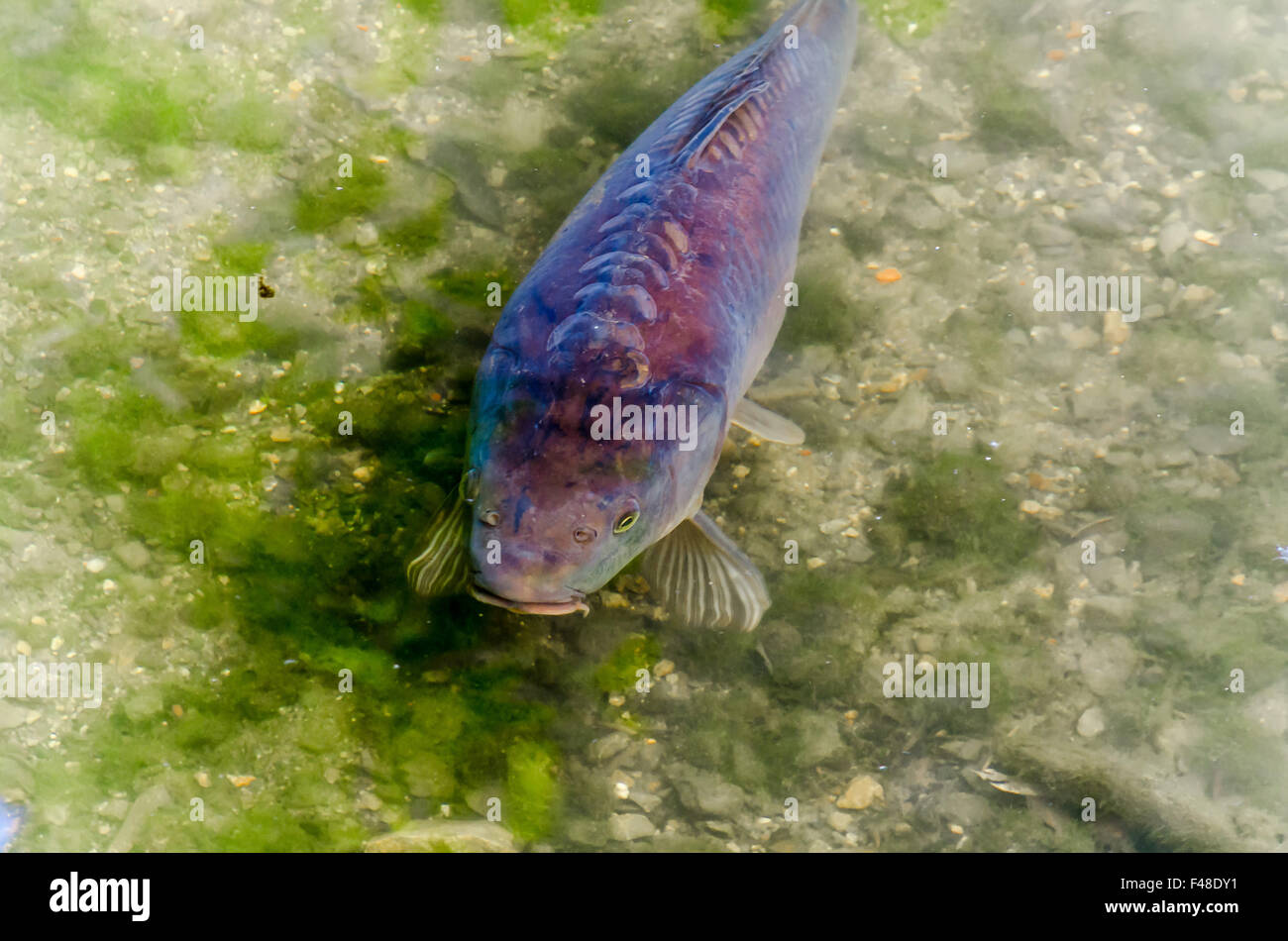 Fisch schwanzflosse Fotos und Bildmaterial in hoher Auflösung Alamy