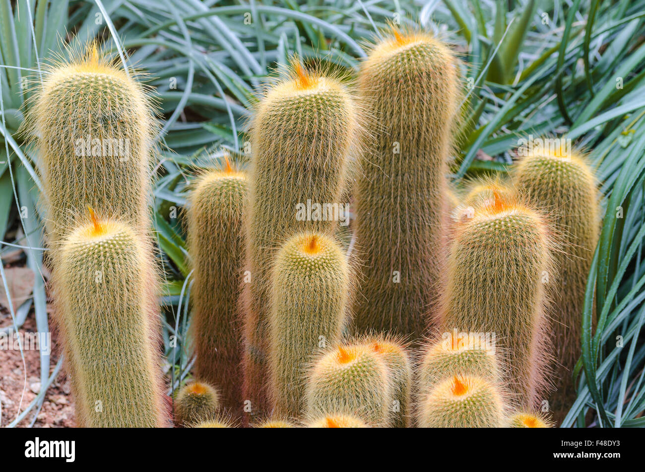 Cereus arten Fotos und Bildmaterial in hoher Auflösung Alamy