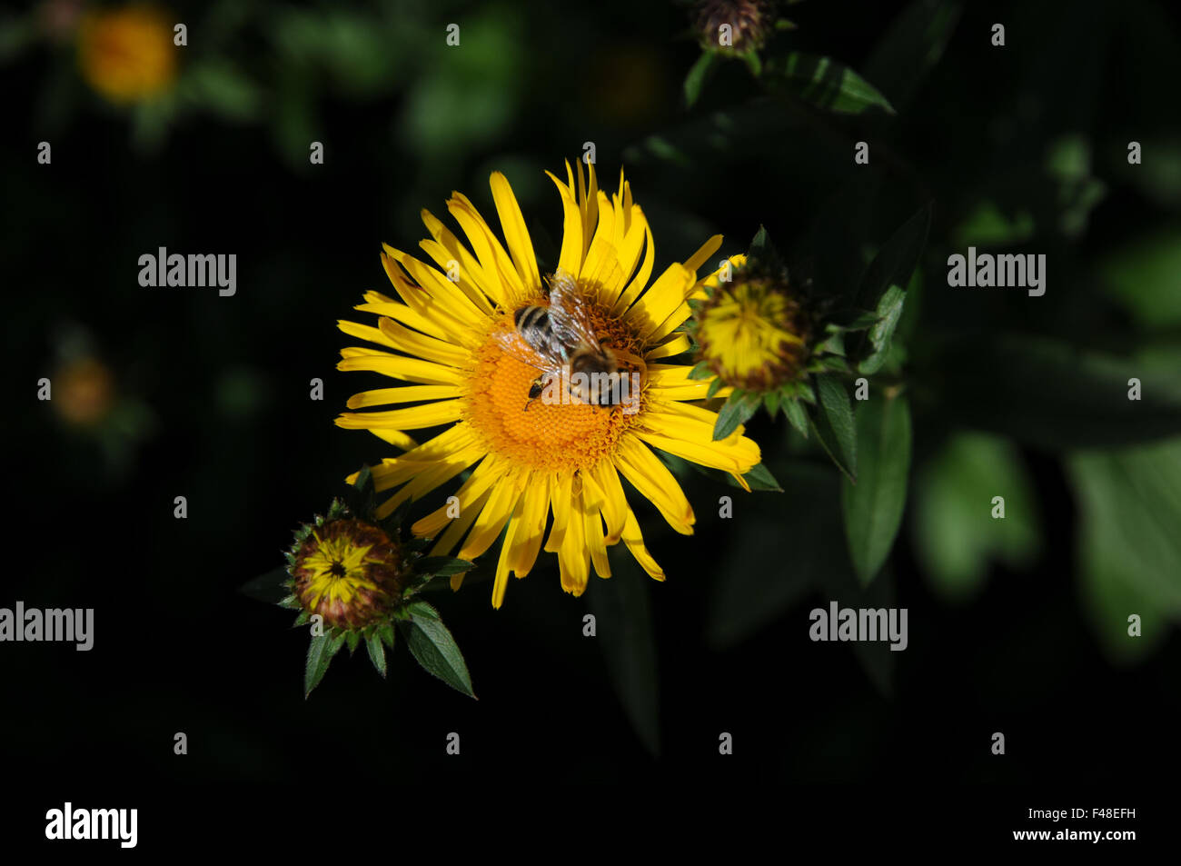 Irische Berufkraut Stockfoto