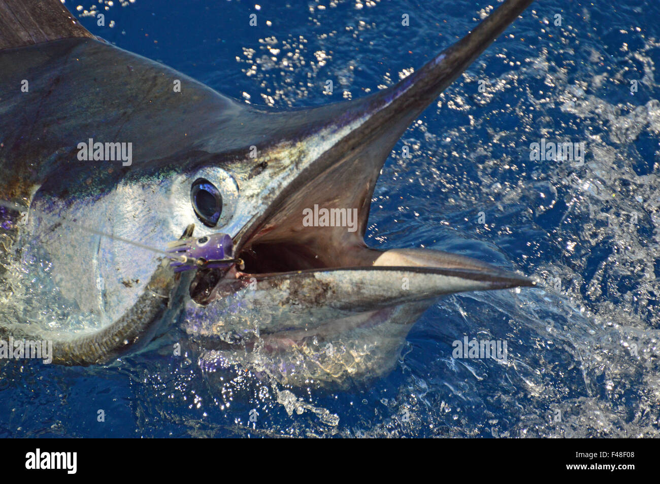 Sailfish Kopf geschossen Stockfoto