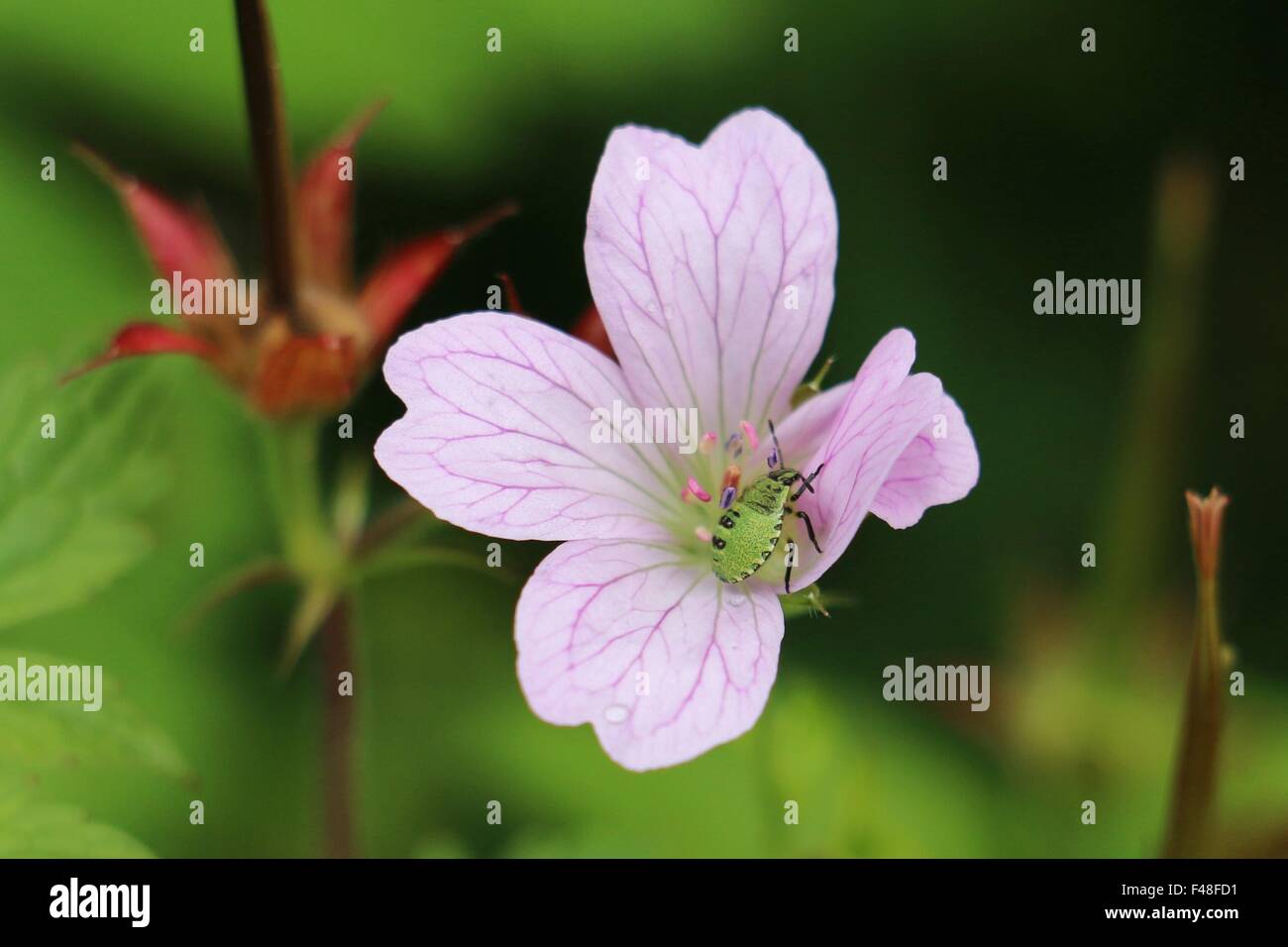 Bright Green Shield Bug Nymphe in rosa Storchschnabel Geranium Blume, Wargrave Pink, close-up auf einem grünen Hintergrund. Stockfoto