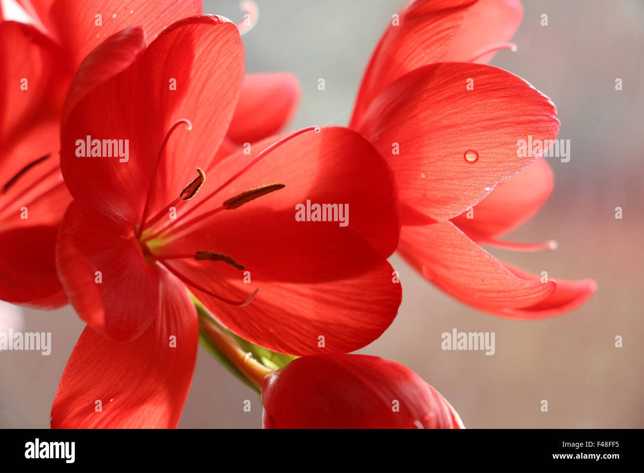 Leuchtend rote Hesperantha Blumen Nahaufnahme Stockfoto