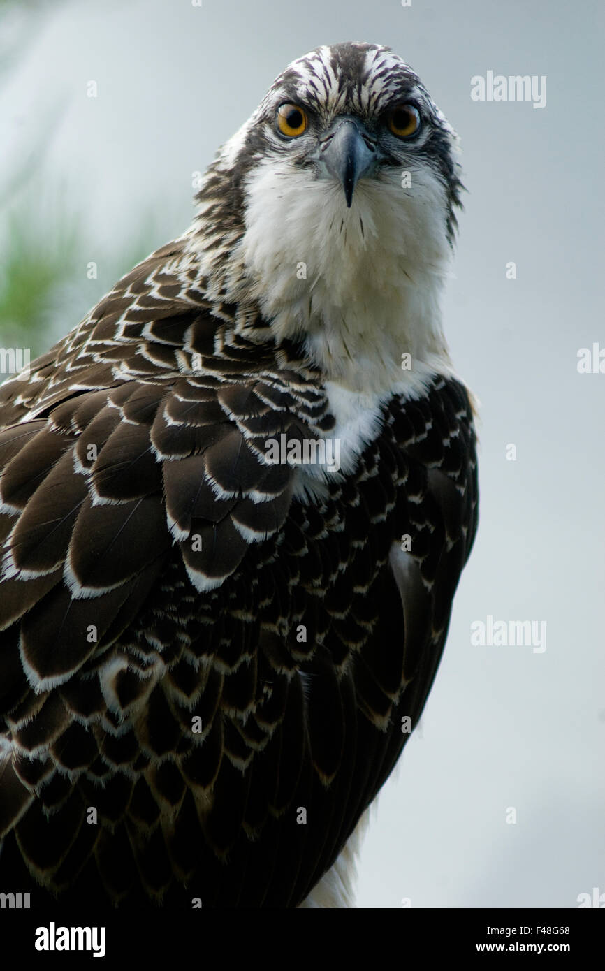 Porträt einer jungen Fischadler, Norwegen. Stockfoto