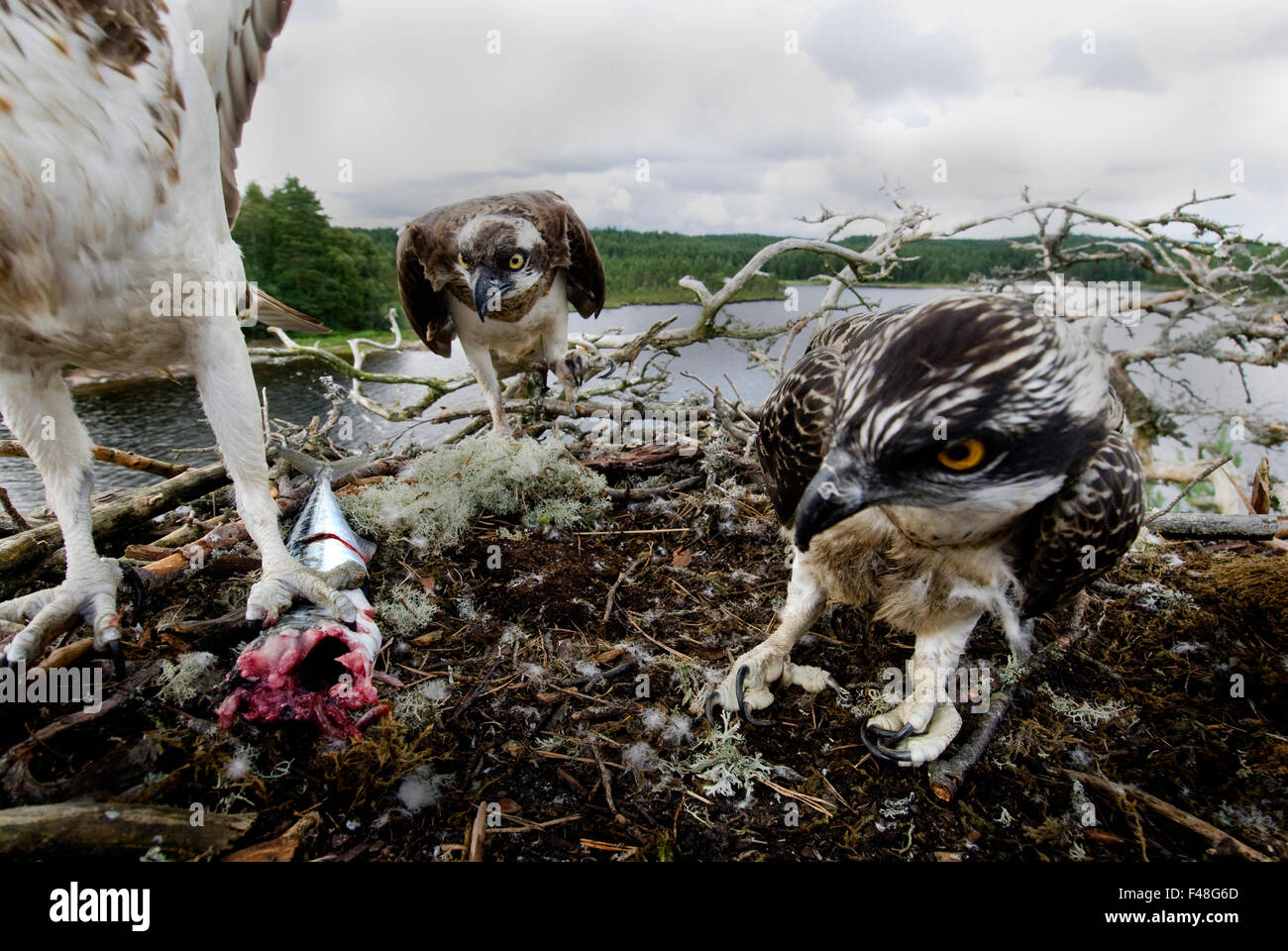 Fischadler in ihrem Nest, Norwegen. Stockfoto