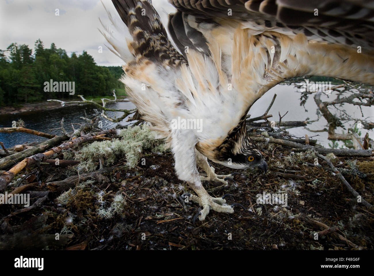 Fischadler in seinem Nest, Norwegen. Stockfoto