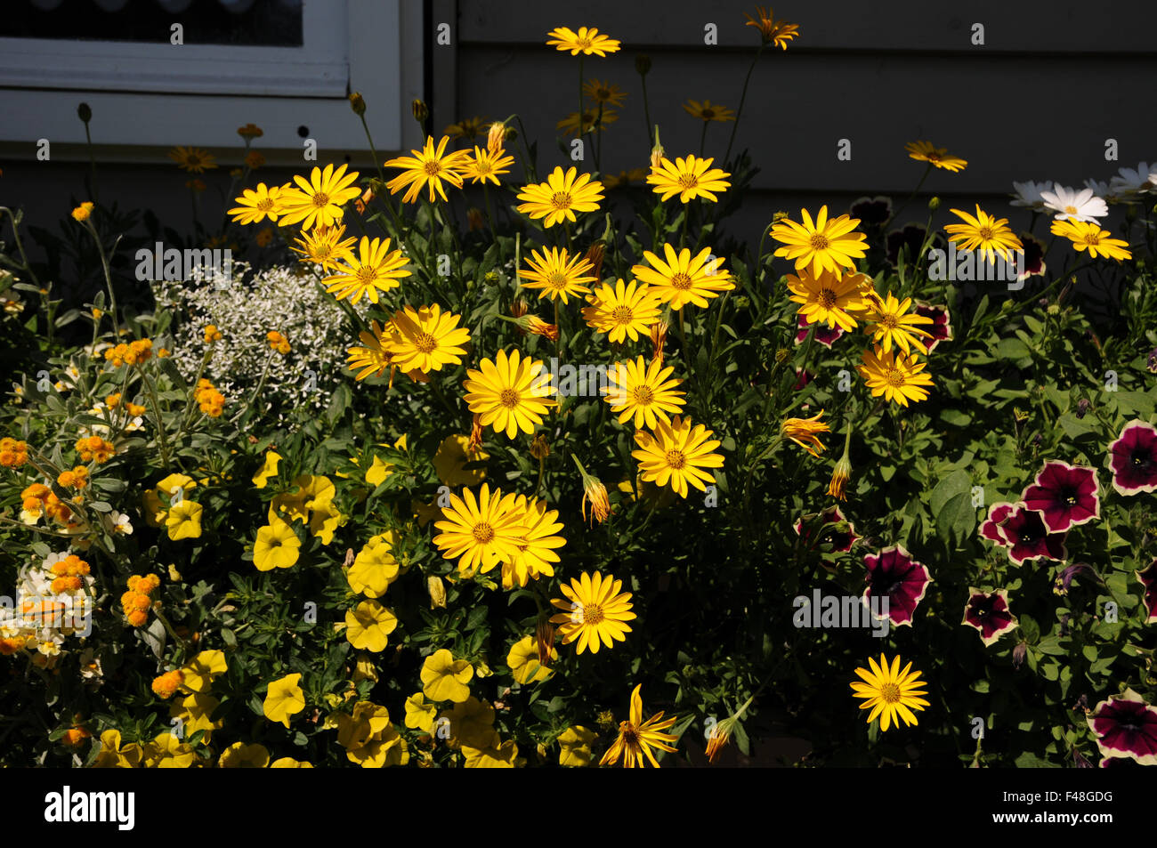 Osteospermum Ecklonis Summersmile gelb Stockfoto