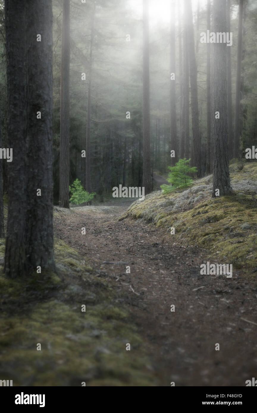 Pfad in einem geheimnisvollen Wald, Schweden. Stockfoto