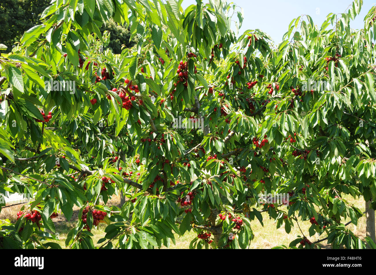 Sweet Cherry tree Stockfoto