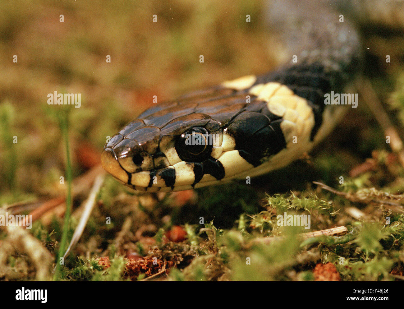 Amphibien schwarz Nahaufnahme Farbe Bild Tag Auge Ringelnatter grauen Haninge Kopf horizontal wirbellosen Tiere Mountain im freien Stockfoto