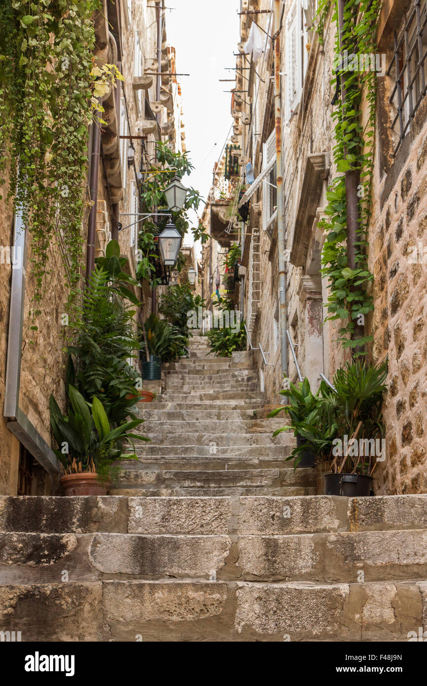 Schmal und leere Gasse, Schritte, Topfpflanzen und Reben im Old Town in Dubrovnik, Kroatien, Ansicht von unten. Stockfoto