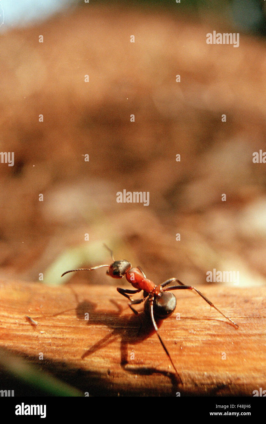 Ameisen Ameisenhaufen schwarz in der Nähe von Natur Farbe Bild Tag Umwelt Haninge Hymenoptera Insekten suchen roten Scandinavia-Stab Stockfoto