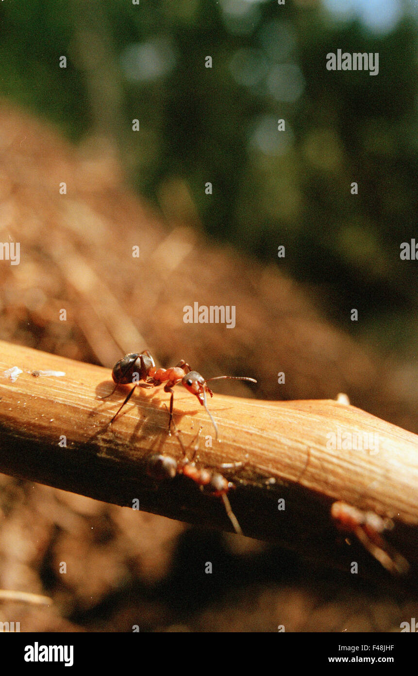 Ameisen Ameisenhaufen Antenne schwarz in der Nähe von Natur Farbe Bild Tag Umwelt Haninge Hymenoptera Insekten suchen rote Scandinavia Stockfoto