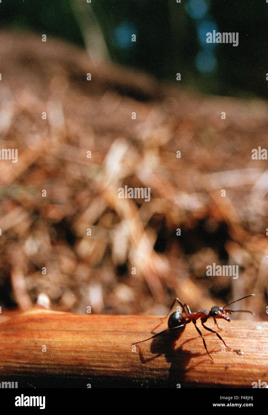 Ameisen Ameisenhaufen Antenne schwarz Uhr in der Nähe von Natur Farbe Bild Tag Umwelt Haninge Hymenoptera Insekten suchen unterwegs Stockfoto