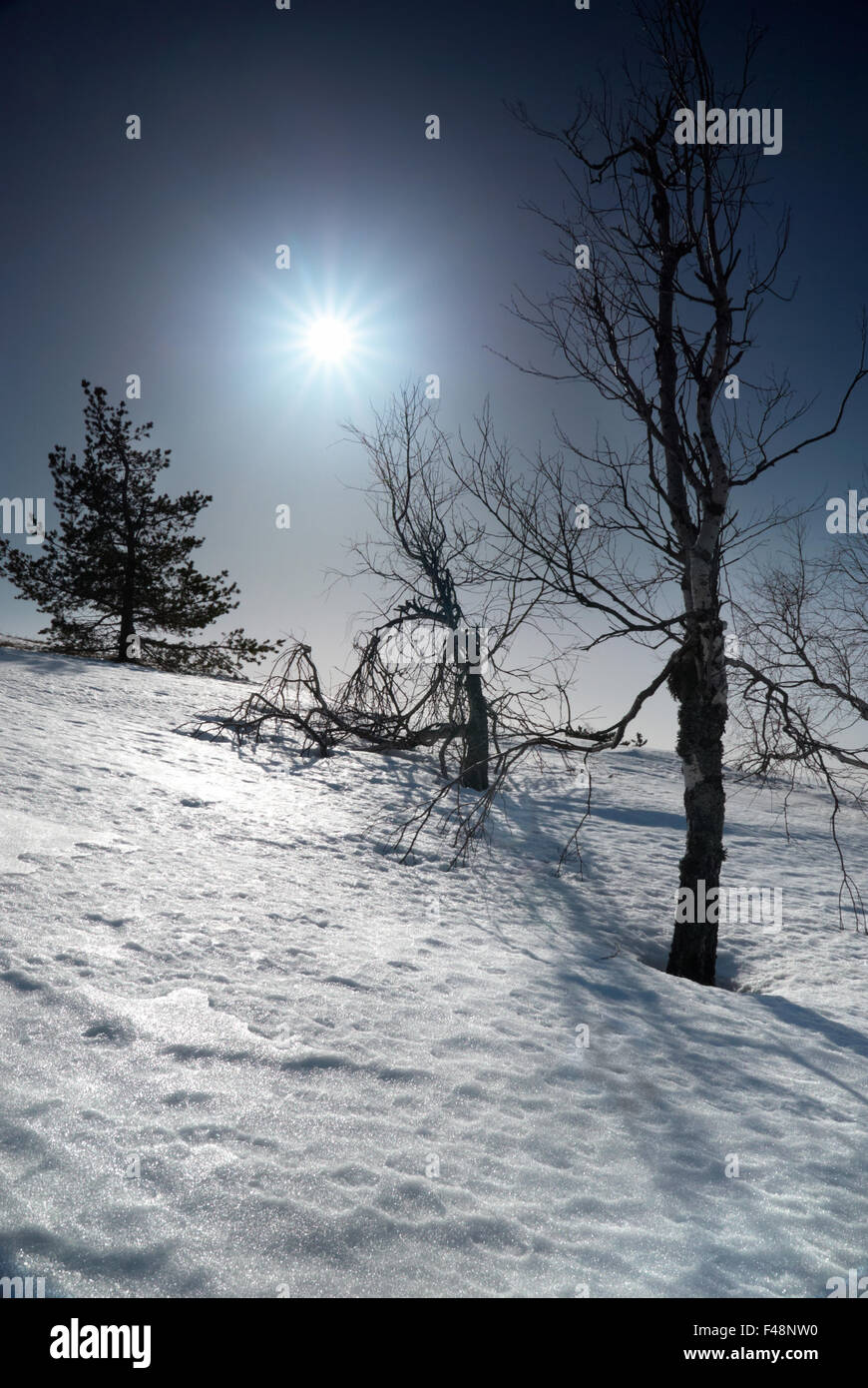 Bäume unter Schnee mit Sonnenschein Stern. Stockfoto