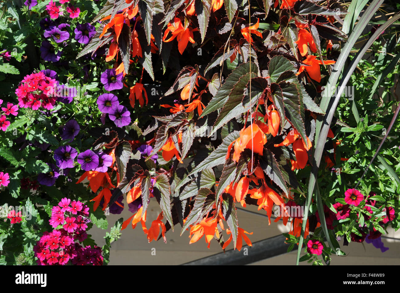 Begonia Cultivars Ebenholz & Orange Stockfoto