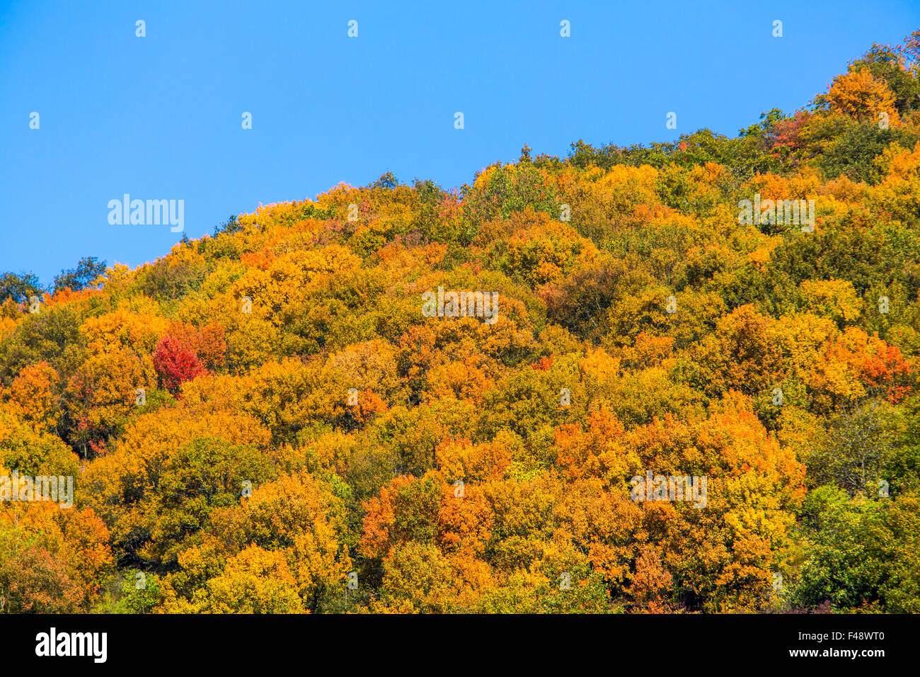 Herbst, bunte Landschaft, Wald in satten Farben, Blätter im Herbst, Laub, Rheintal, Deutschland Stockfoto
