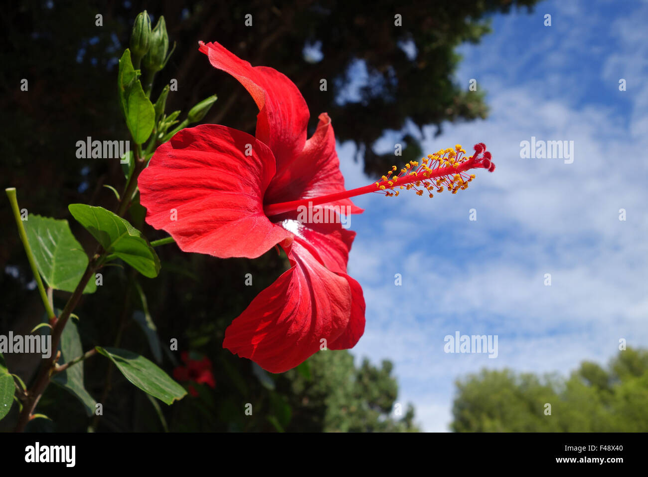 Hibiskus Rosa Sinensis Rot Blume Staubblätter herum lange Narbe zeigt Stockfoto