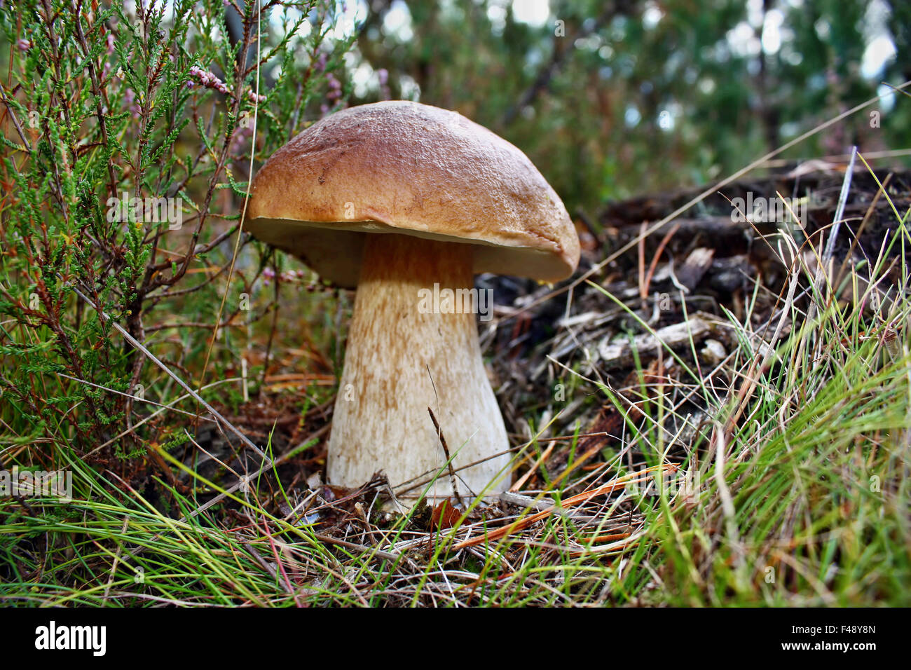 Boletus Edulis essbare Pilze im Wald Stockfoto