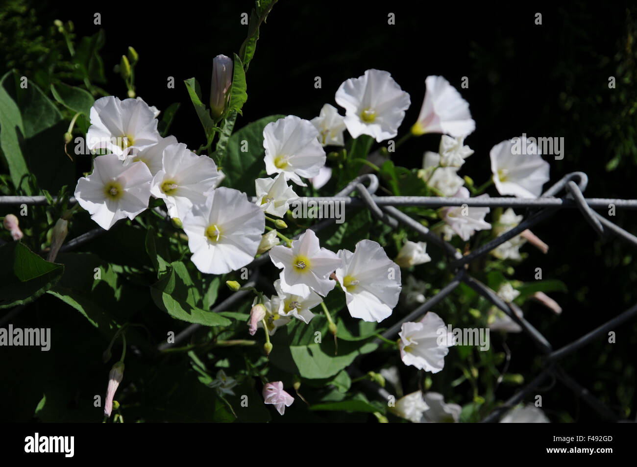 Größere Ackerwinde Stockfoto