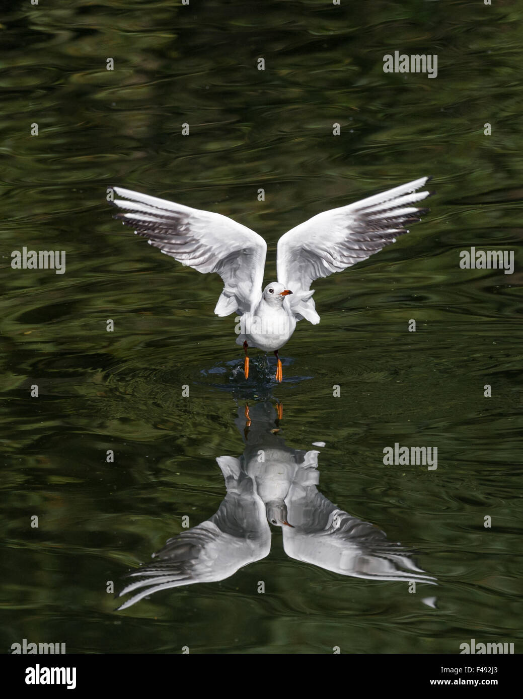 Black Headed Gull wegfliegen. Stockfoto