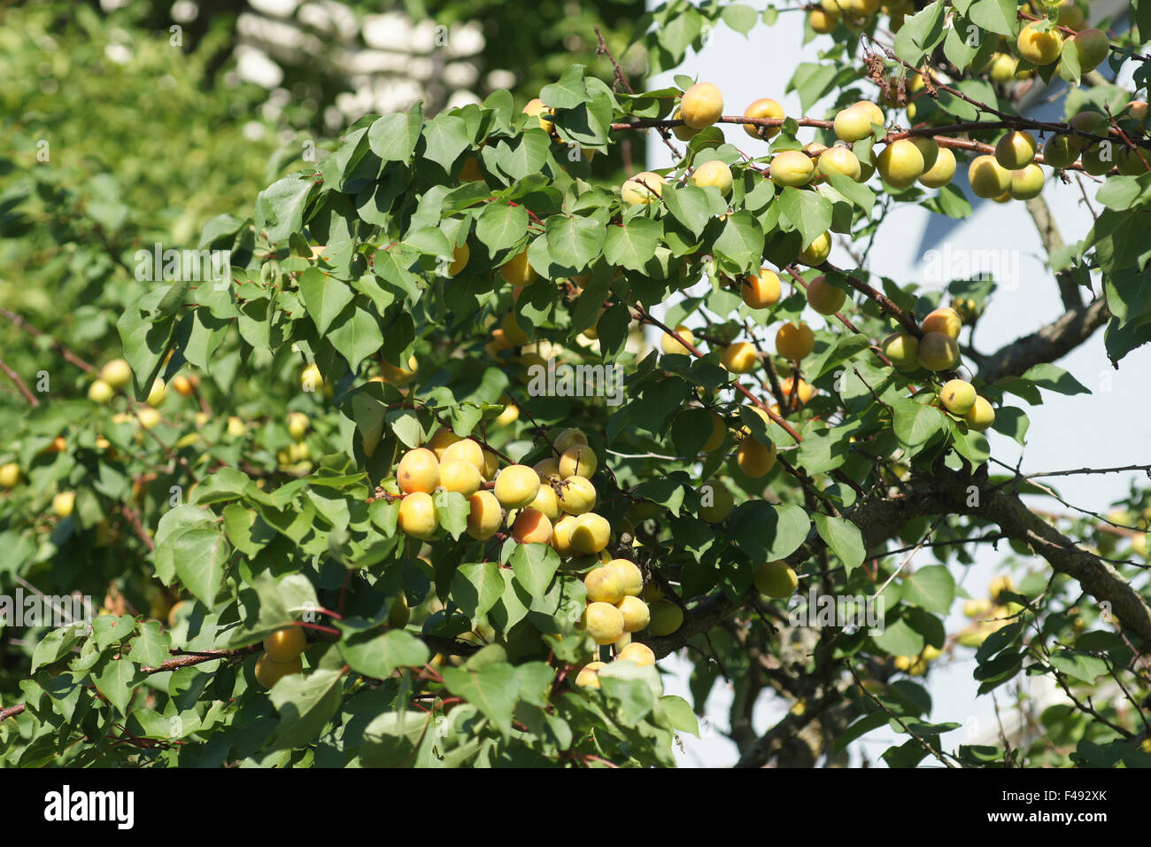 Aprikose Stockfoto