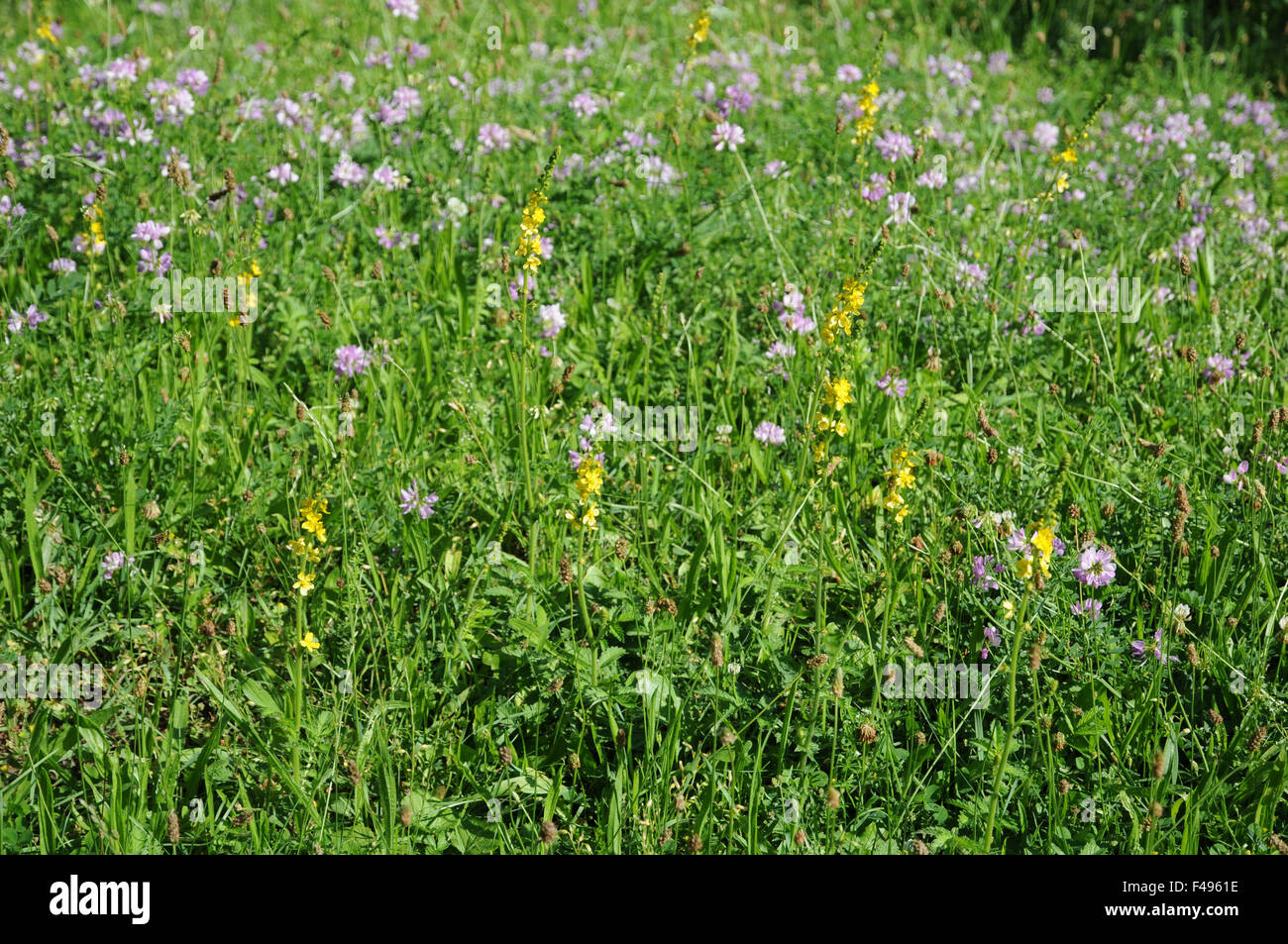 Gemeinsamen agrimony Stockfoto