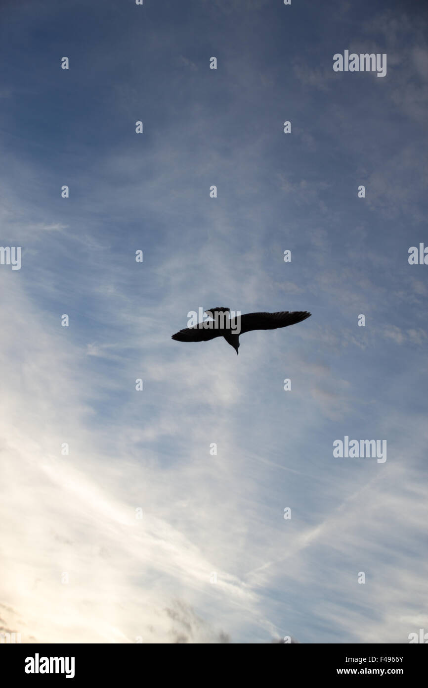 Steigenden hohen Möwe Stockfoto