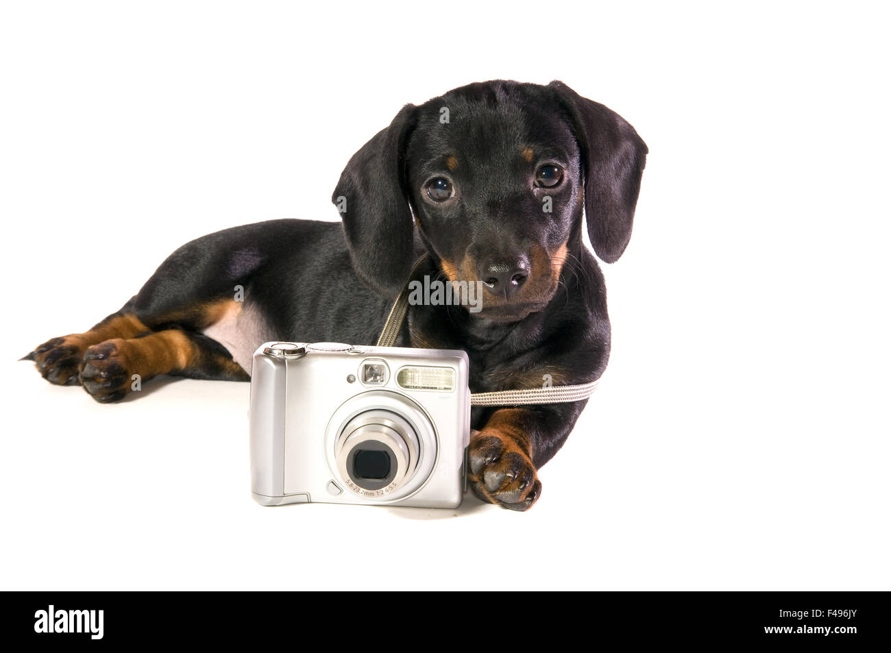 Hund legt mit einer Kamera Stockfoto